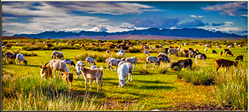 Breeding Stock Exchanges (Husbandry)