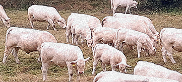 Livestock Estates (Husbandry)