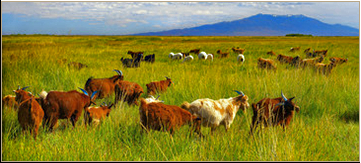Nomad Communal Herding (Husbandry)