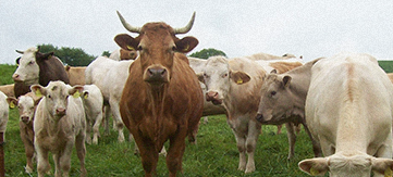 Great Droveways (Husbandry)