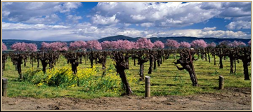Grape Orchards (Rural)